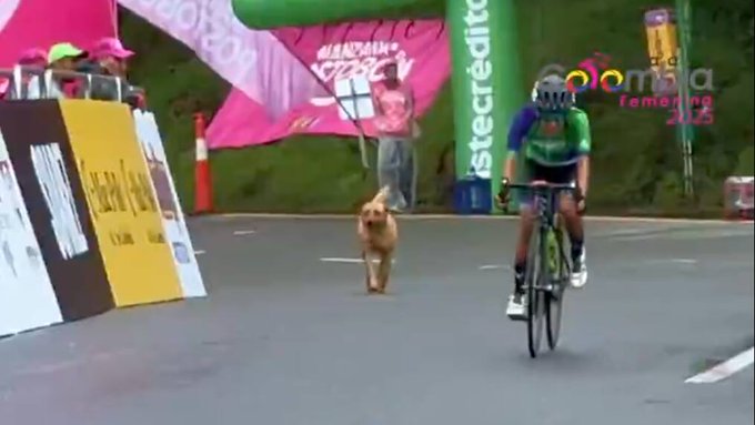 Un chien termine 13e d&rsquo;une &eacute;tape du Tour de Colombie F&eacute;minin